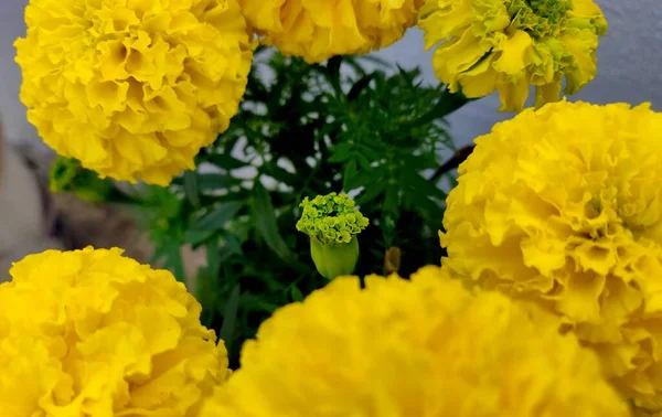 Beautiful Yellow Marigold Flower Bud Tagetes Género Botânico Pertencente Família — Fotografia de Stock