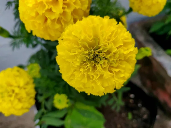 Όμορφο Κίτρινο Λουλούδι Marigold Tagetes Είναι Ένα Γένος Από Ετήσια — Φωτογραφία Αρχείου