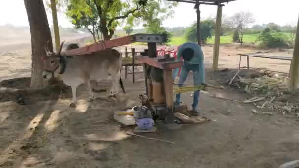 2019年8月15日一头牛 也被称为公牛 被用来压碎甘蔗和提取甘蔗汁 — 图库视频影像