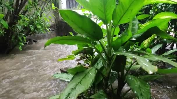 Duże Opady Deszczu Ogrodzie Wodzie Szybko Płynące Prędkością — Wideo stockowe