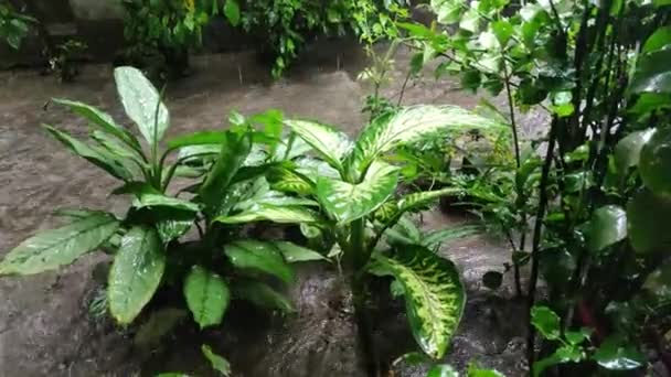 Zware Regenval Tuin Water Stroomt Snel Met Snelheid — Stockvideo