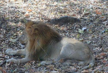 Bannerghatta Ulusal Parkı, Bengaluru, Hindistan 'da bir hayvanat bahçesindeki kuru yaprakların üzerinde dinlenen altın yeleli bir aslan.