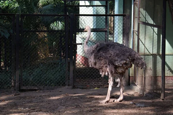 Bannerghatta Ulusal Parkı, Bengaluru, Hindistan 'da bir hayvanat bahçesinde çitlerin yanında duran büyük bir devekuşu..