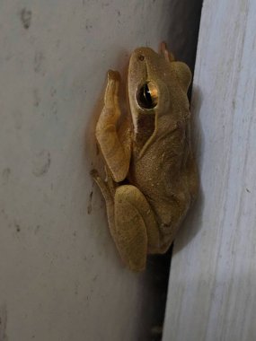 Duvara yapışmış bir kurbağa. Duvarın köşesine yapışmış kahverengi bir kurbağa. Vücudu yüzeye bastırılmış..