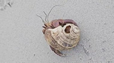 Kumsalda kabuklu yengeç. Sırtında deniz kabuğu taşıyan bir yengecin yakın çekimi. Kumsal zemininde ilerlerken..