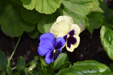 Bahçe sebze bahçesi Yaz güneşi