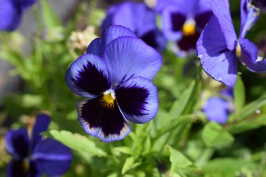 Bahçe sebze bahçesi Yaz güneşi