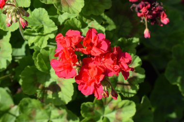 Bahçe sebze bahçesi Yaz güneşi