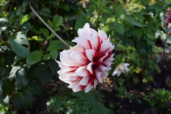 Jardin Potager Jardin Été Soleil — Photo