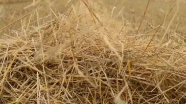 saman büyük bir yığın üzerine düşer.