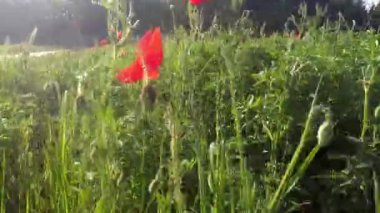 Çiçeklerle tarlanın üzerinde uçarken