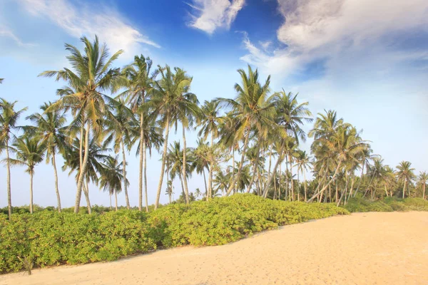 Vacker Utsikt Den Tropiska Stranden Sri Lanka Solig Dag — Stockfoto