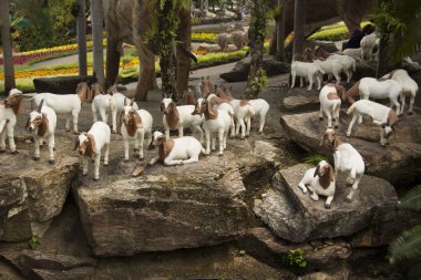 Güzel manzara, Nong Nooch Tropical Park, Pattaya, Tayland