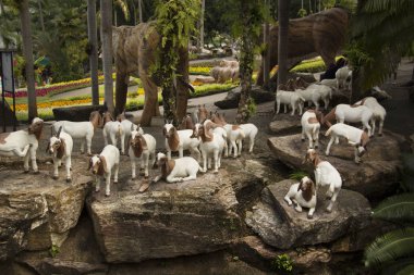 Güzel manzara, Nong Nooch Tropical Park, Pattaya, Tayland