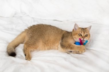 Türünün güzel kedisi İngiliz altın çinçillası.