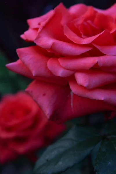 Tohle Fotka Horké Růžové Růže Bylo Pořízeno Makro Fotografii — Stock fotografie