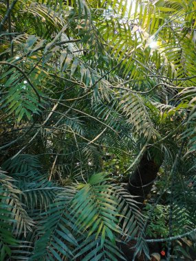 Islak tropikal orman ışığı yarıp geçiyor