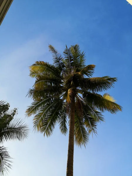 Palmeira Contra Céu Azul — Fotografia de Stock