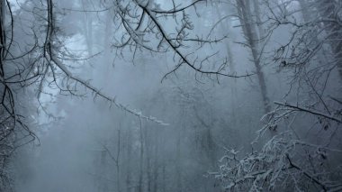 Kışın sisli ağaçlar