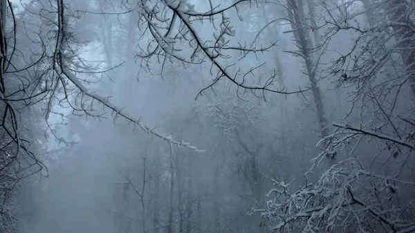 Kışın sisli ağaçlar