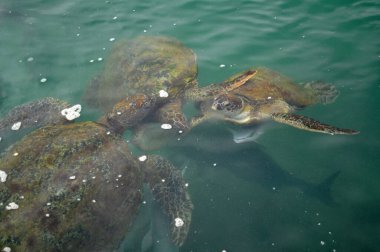 Kaplumbağa denizde yüzüyor.