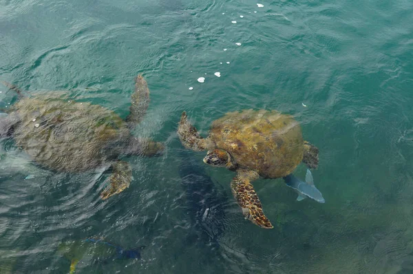 Želva Plavající Oceánu — Stock fotografie