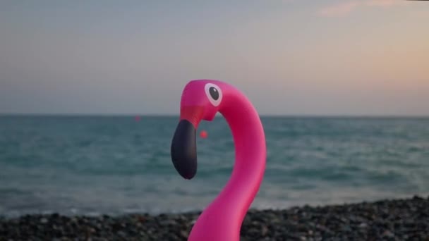 Rózsaszín Flamingo Strandon — Stock videók