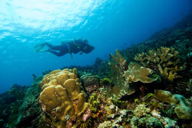 Scuba diving halmahera dalış
