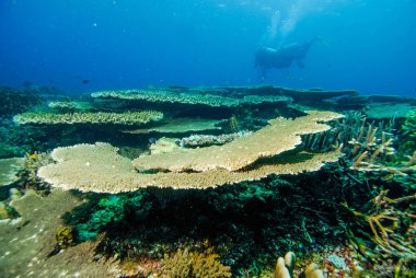 Scuba diving halmahera dalış