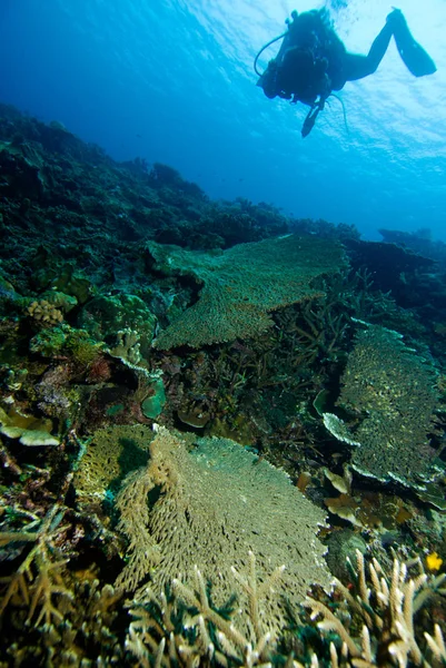 Plongée Halmahera Plongée Sous Marine — Photo