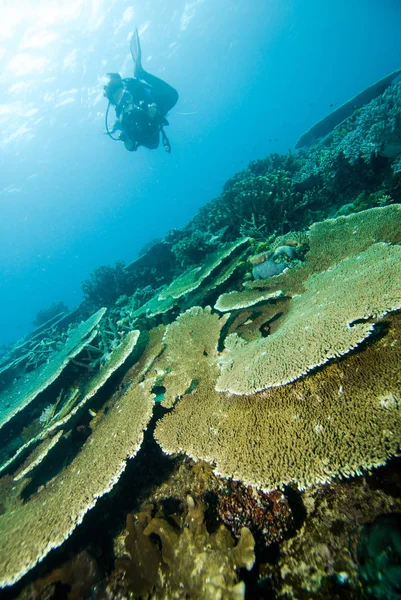 Immersione Halmahera Maluku Scuba Bali Bunaken — Foto Stock