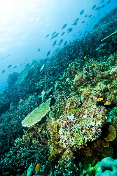 Immersione Halmahera Maluku Scuba Bali Bunaken — Foto Stock