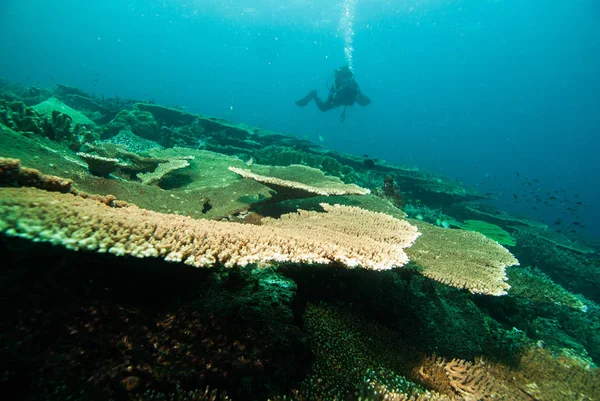 Nurkowanie Halmahera Maluku Scuba Bali Bunaken — Zdjęcie stockowe