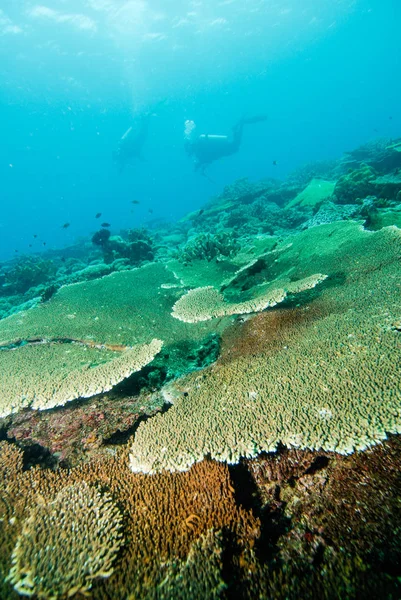 Immersione Halmahera Maluku Scuba Bali Bunaken — Foto Stock