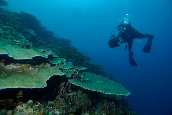 Buceo Indonesia Halmahera Buzo —  Fotos de Stock