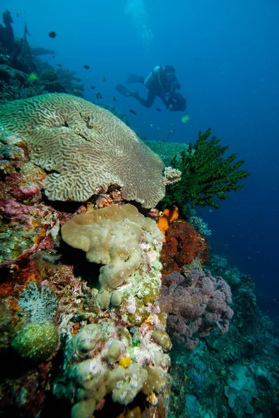 Mergulhador Mergulho Indonésia Halmahera — Fotografia de Stock