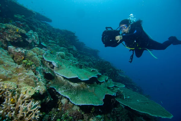 Buceo Indonesia Halmahera Buzo —  Fotos de Stock