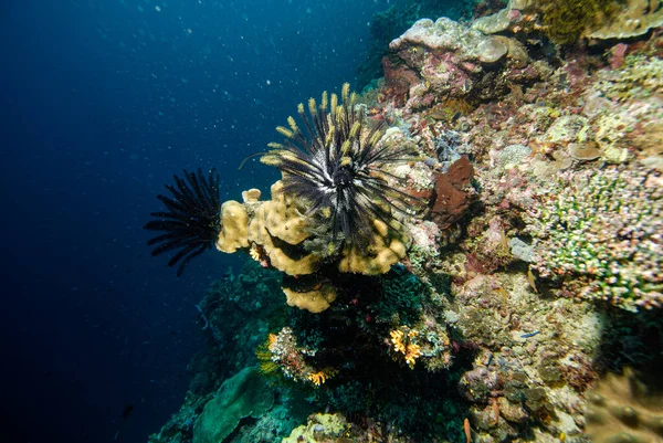 Nurkowanie Indonezja Halmahera Diver — Zdjęcie stockowe