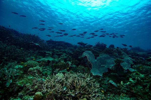 Dive Scuba Indonesia Halmahera Diver — Stock Photo, Image