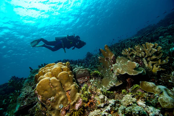 Immersioni Subacquee Indonesia Halmahera Subacqueo — Foto Stock