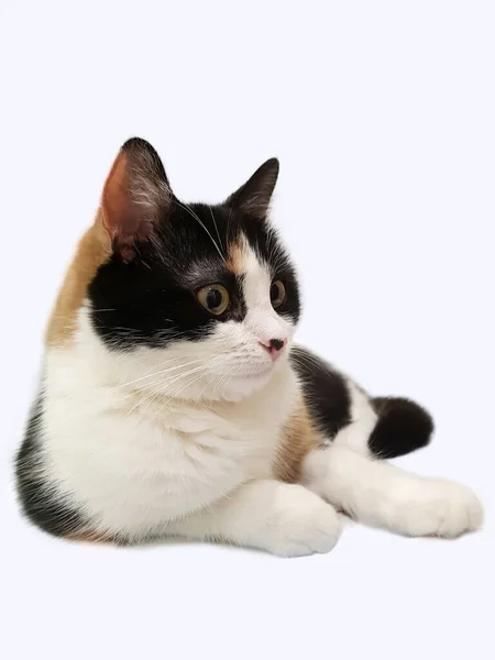 Driekleurige Kat Met Een Moedervlek Een Roze Neus Geïsoleerd Witte — Stockfoto