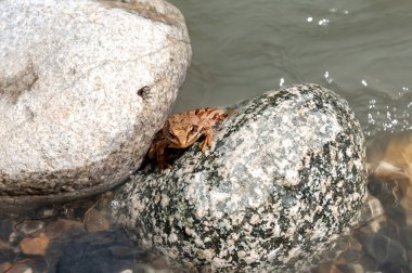Dağ nehrinin taşlarındaki kurbağa. Makro fotoğrafçılık..