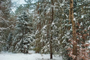 Karpatlar 'da kış ormanı. Kış uykusu, doğaya hayran olmak. Karda yeşil çam ağaçları. Ağaç gövdesi.