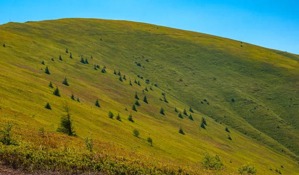 Cárpatos Montaña Está Cubierta Hierba Verano Día Soleado Brillante Cielo —  Fotos de Stock