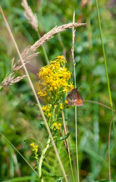 Letni Dzień Motyl Żółtym Kwiatu Niewyraźne Tło — Zdjęcie stockowe