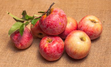 Bir grup kırmızı ve sarı elma yağmalanır. Olgun, sulu meyveler..