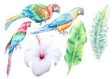 Tropikal küme. Hibiscus. Papağan. Palm. Sulu boya resim. Elle çizilmiş.
