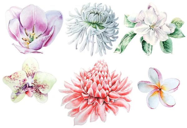 Set with watercolor flowers. Tulip. Chrysanthemum. Orchid Plumeria. Etlingera.  Hand drawn. — Stock Photo, Image