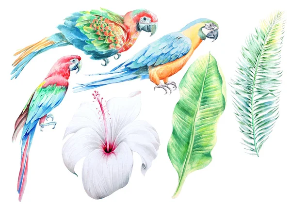 Conjunto tropical. Hibiscus. Loros. Palm. Ilustración en acuarela. Dibujado a mano . — Foto de Stock