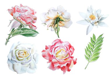 Suluboya çiçeklerle ayarlayın. Rose. Lily. Elle çizilmiş.